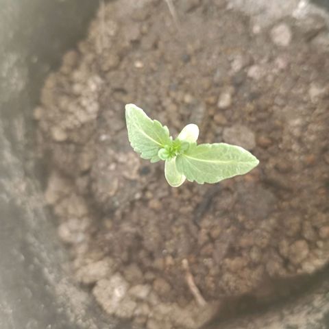 D  SELENE  growlog timeline photo