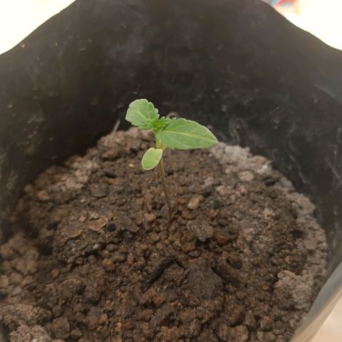 D  SELENE  growlog timeline photo