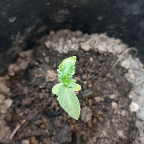 D  SELENE  growlog timeline photo