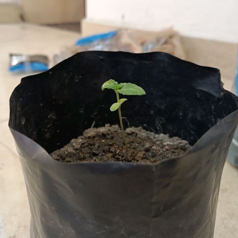 D  SELENE  growlog timeline photo