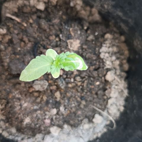 D  SELENE  growlog timeline photo