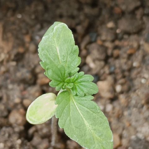 D  SELENE  growlog timeline photo