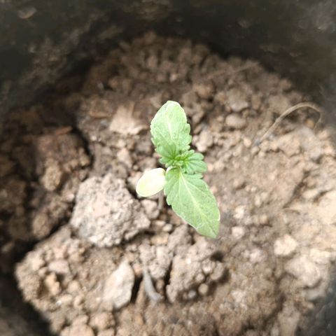 D  SELENE  growlog timeline photo