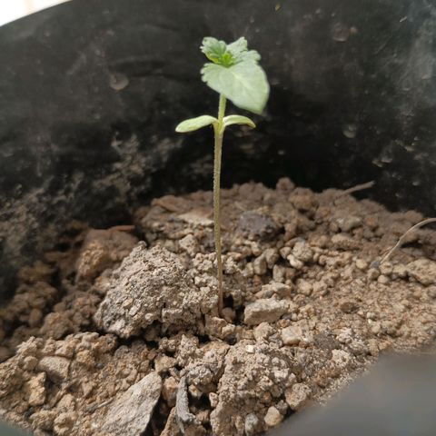 D  SELENE  growlog timeline photo