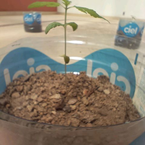 A  CALLIDORA  growlog timeline photo