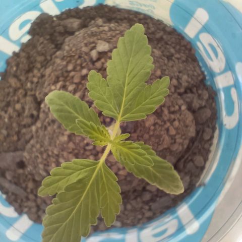 A  CALLIDORA  growlog timeline photo
