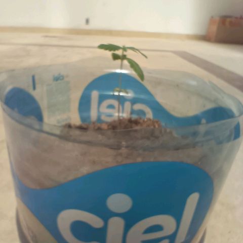 B MAEVE  growlog timeline photo