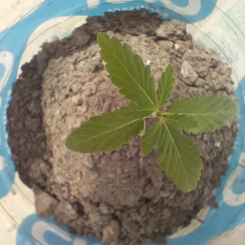 B MAEVE  growlog timeline photo