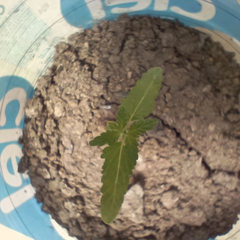 C  LURLINE  growlog timeline photo