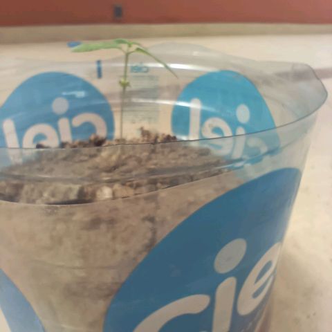 C  LURLINE  growlog timeline photo