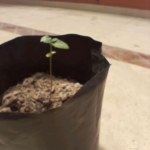 D  SELENE  growlog timeline photo