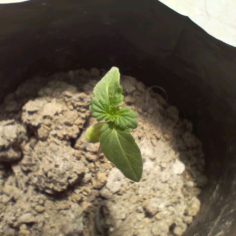 D  SELENE  growlog timeline photo