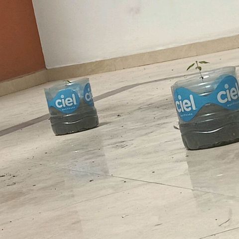B MAEVE  growlog photo: Moved the to the middle of the floor 