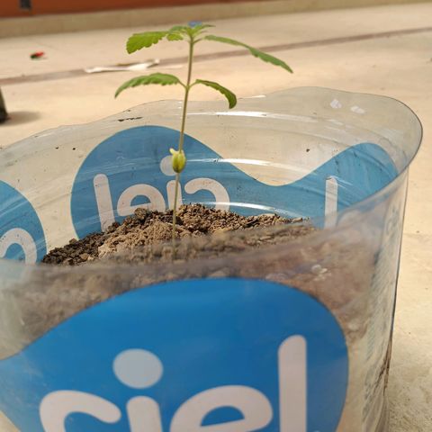 A  CALLIDORA  growlog timeline photo