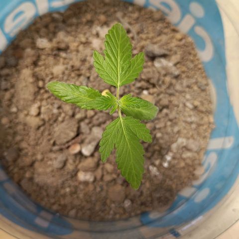 A  CALLIDORA  growlog timeline photo