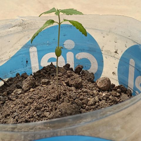 B MAEVE  growlog timeline photo