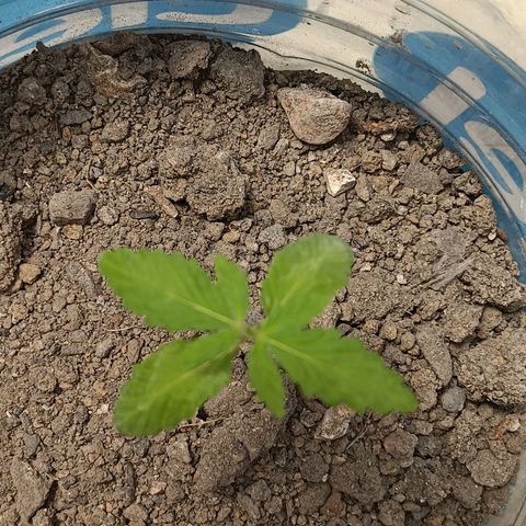 B MAEVE  growlog timeline photo