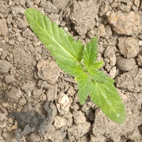 C  LURLINE  growlog timeline photo
