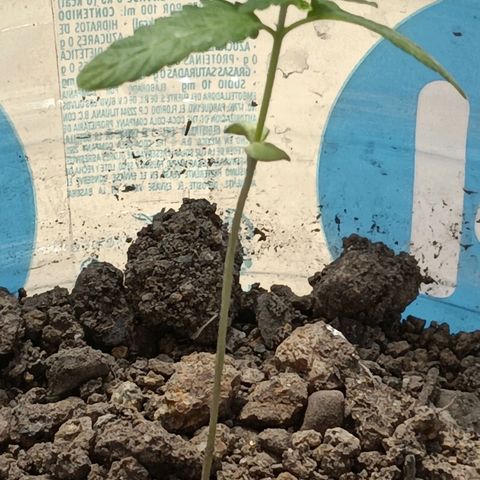 C  LURLINE  growlog timeline photo