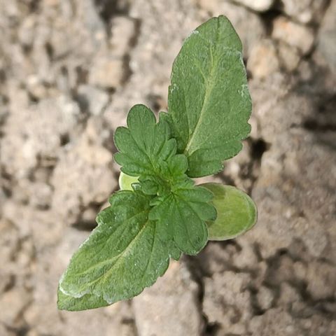D  SELENE  growlog timeline photo