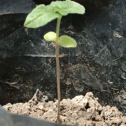 D  SELENE  growlog timeline photo