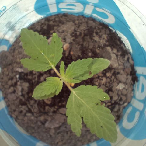 A  CALLIDORA  growlog timeline photo