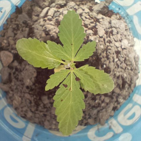B MAEVE  growlog timeline photo