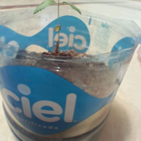 B MAEVE  growlog timeline photo