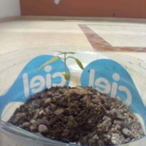 C  LURLINE  growlog timeline photo