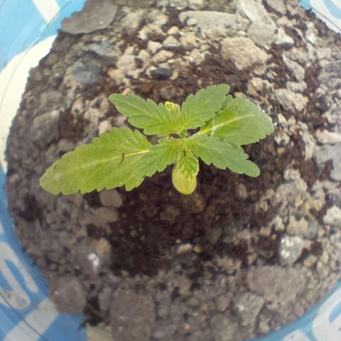 C  LURLINE  growlog timeline photo