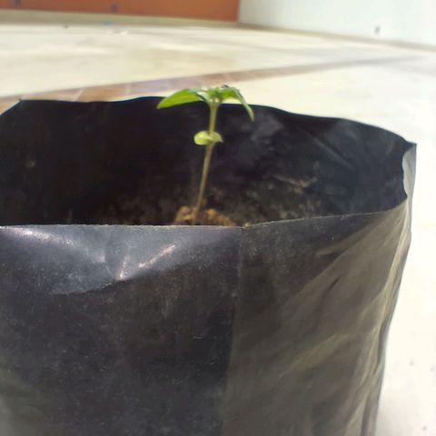 D  SELENE  growlog timeline photo