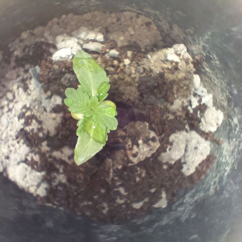 D  SELENE  growlog timeline photo