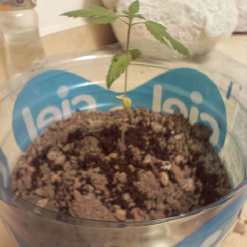 A  CALLIDORA  growlog timeline photo