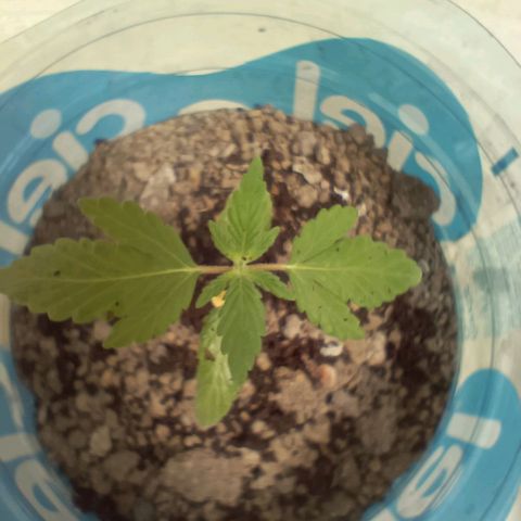 A  CALLIDORA  growlog timeline photo