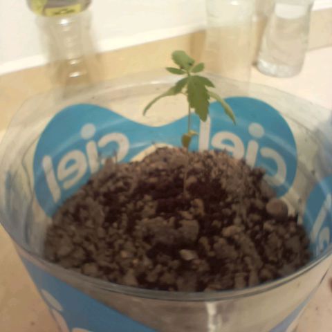 B MAEVE  growlog timeline photo