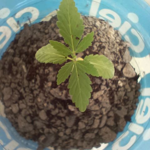 B MAEVE  growlog timeline photo