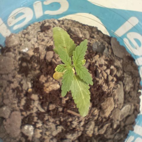 C  LURLINE  growlog timeline photo