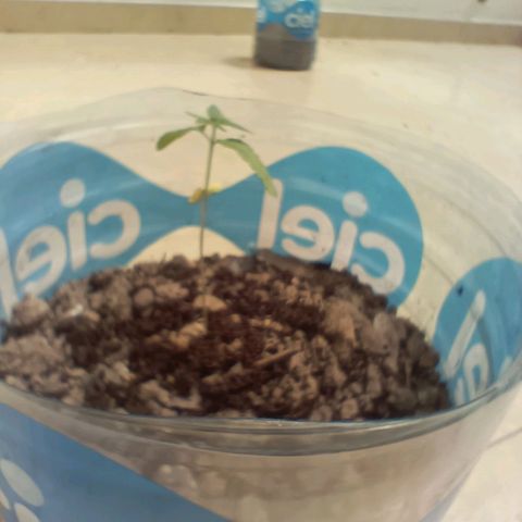 C  LURLINE  growlog timeline photo