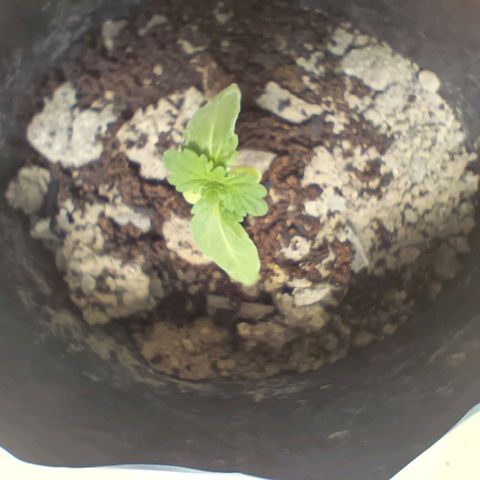 D  SELENE  growlog timeline photo