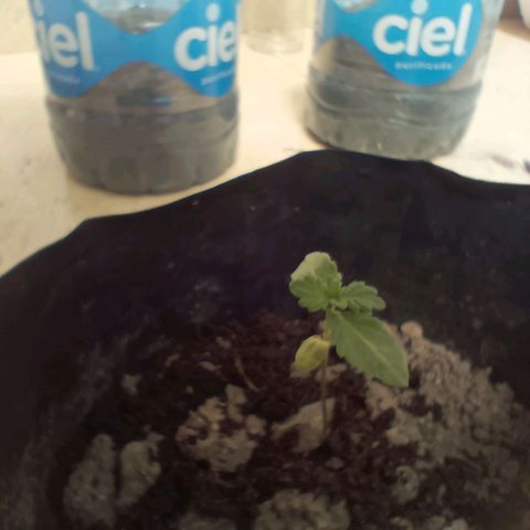 D  SELENE  growlog timeline photo