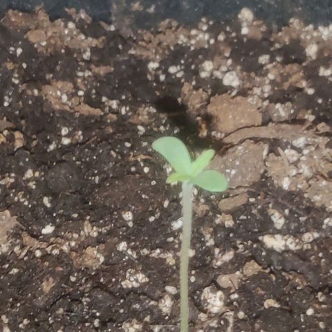Pineapple Express growlog timeline photo