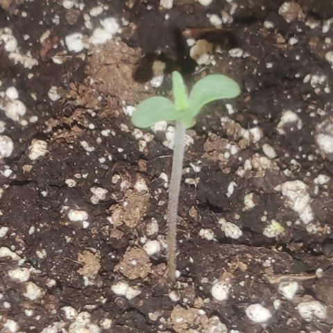 Pineapple Express growlog timeline photo