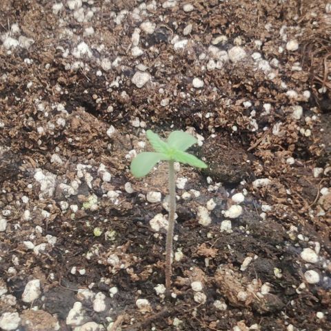 Pineapple Express growlog photo: 2" & 2.75"