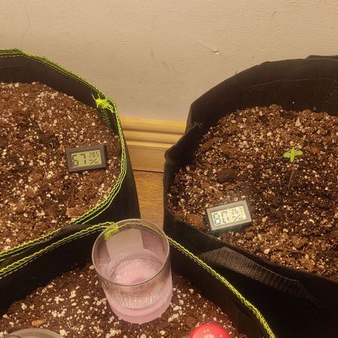 Pineapple Express growlog timeline photo