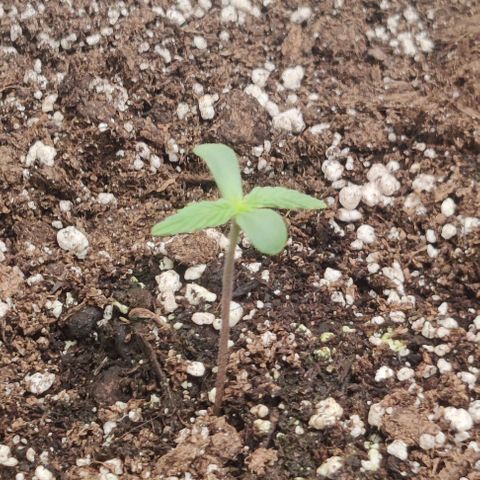 Pineapple Express growlog photo: 2.75" & 2"
Both seedlings have stopped stretching since moving the light to 24" above soil @ 100% power
Opening door & bedroom window a couple times a day to decrease temps and increase airflow
Going to start with dome 8 hours on/off