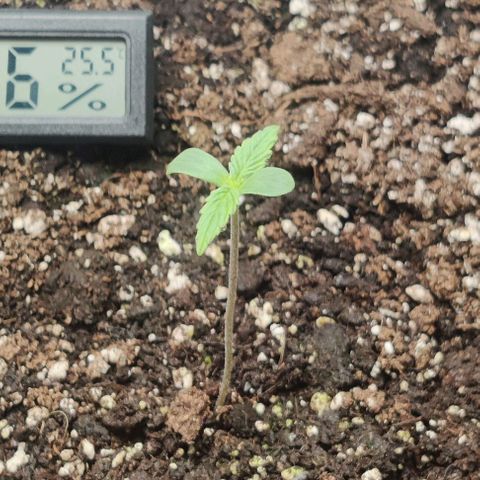 Pineapple Express growlog photo: 2.75" & 2"
Both seedlings have stopped stretching since moving the light to 24" above soil @ 100% power
Opening door & bedroom window a couple times a day to decrease temps and increase airflow
Going to start with dome 8 hours on/off