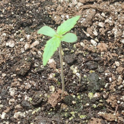 Pineapple Express growlog photo: Both seedlings have stopped stretching.
2 capfuls of water in the morning. 