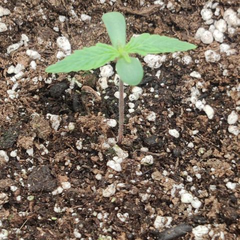 Pineapple Express growlog photo: Both seedlings have stopped stretching.
2 capfuls of water in the morning. 