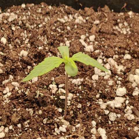Pineapple Express growlog photo: One seedling is drooping. 
Skipping water for today. 