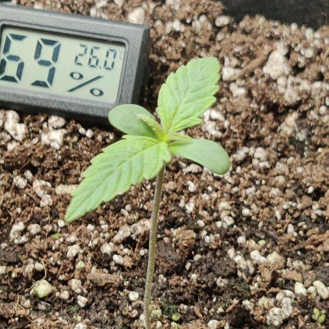 Pineapple Express growlog photo: One seedling is drooping. 
Skipping water for today. 